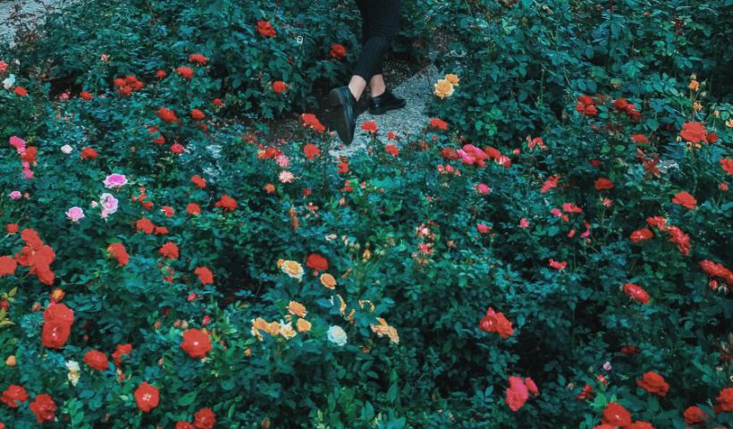 spacer po ogrodzie pełnym róż